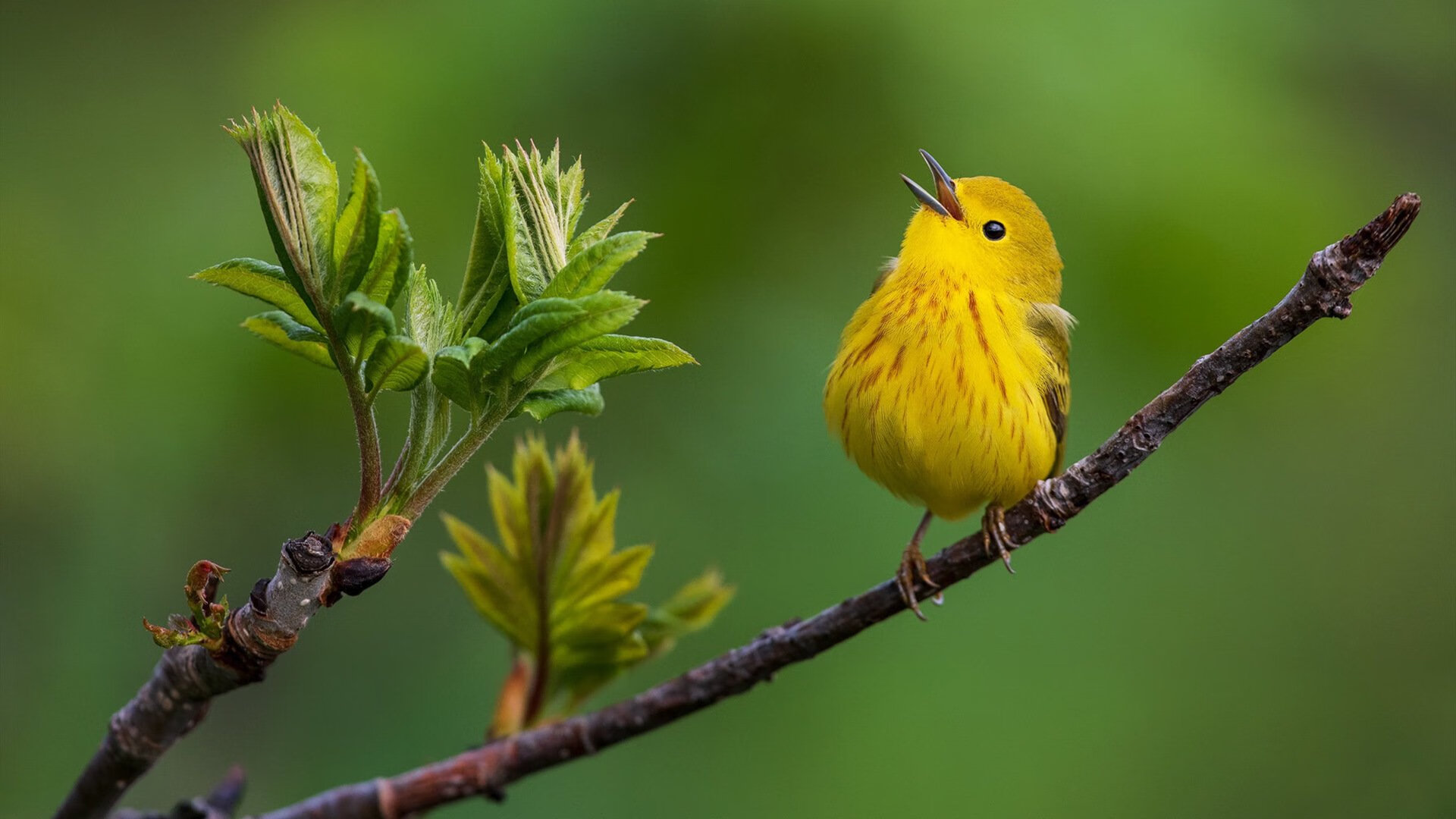 九游sports-中国篮球联赛迎来新赛季精彩开幕,中国篮球队比赛时间